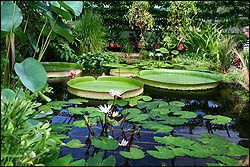 Botanic Garden, Oxford