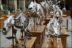 Museum of Natural History, Oxford