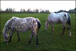 Port Meadow, Oxford